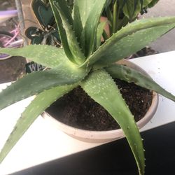 Aloe Vera Plant