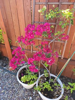 1 Bright Pink and 1 white pink Bougainvillea