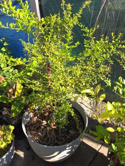 Finger lime tree