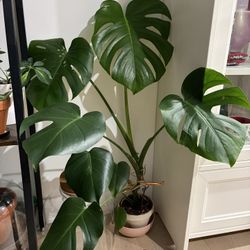 Monstera Deliciosa