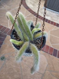 Fox tail Succulent plant