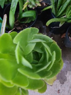 Succulent