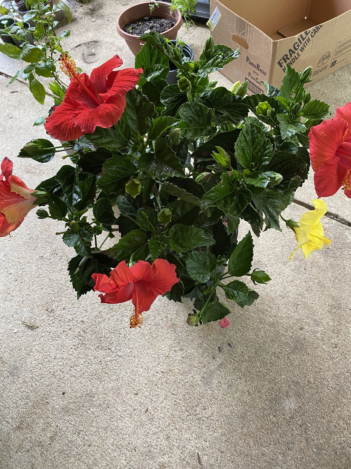 Tropical Hibiscus in 2-gallon pots (3-Plants & 3- color plants)