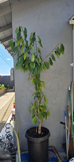 Huge 7ft Tall Purple Cherry Tree in 10 Gallon Pot