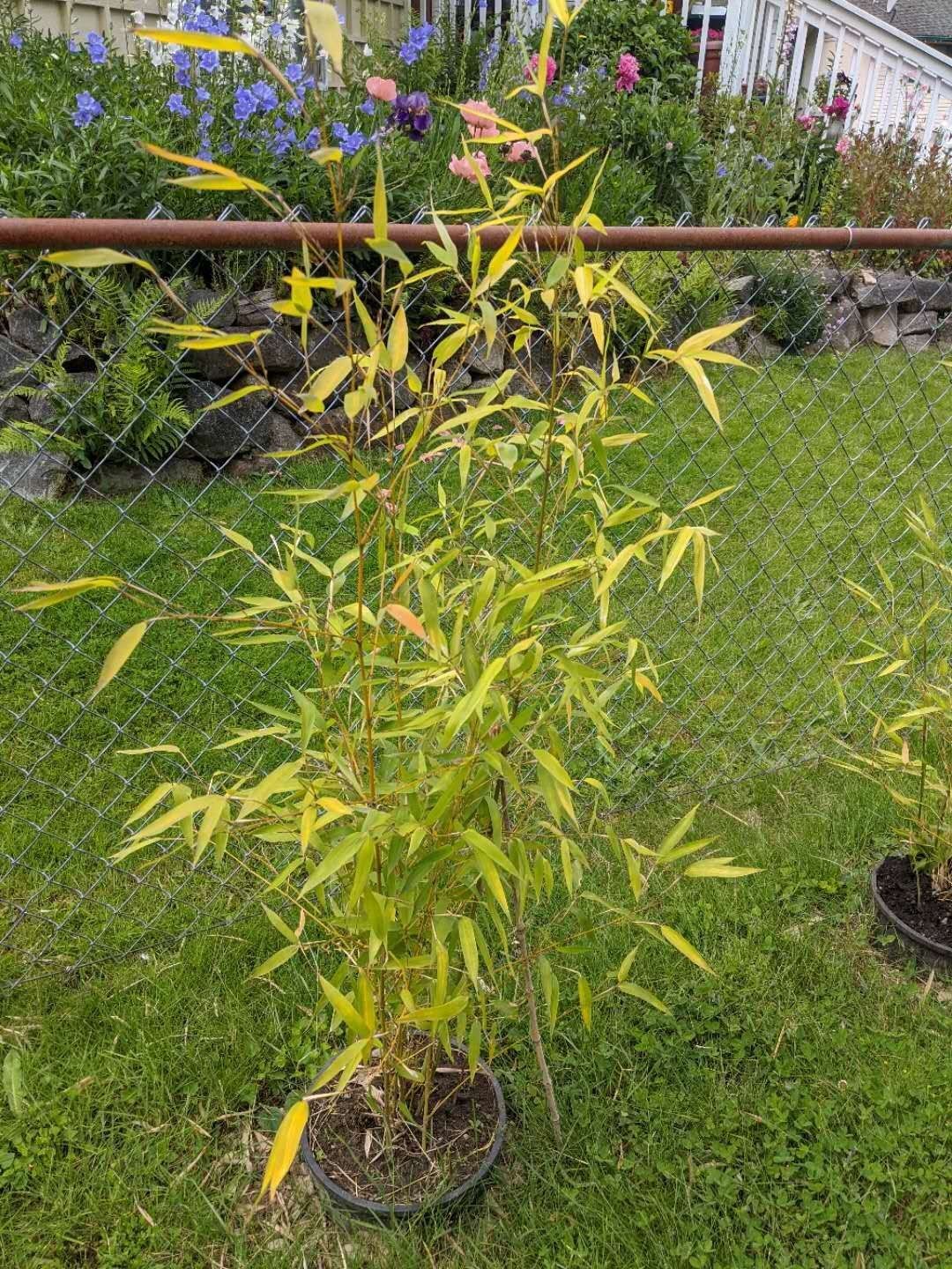 Real potted yellow bamboo plants