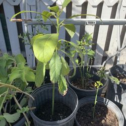 Avocado Plant