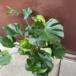 6” monstera deliciosa big plant 
