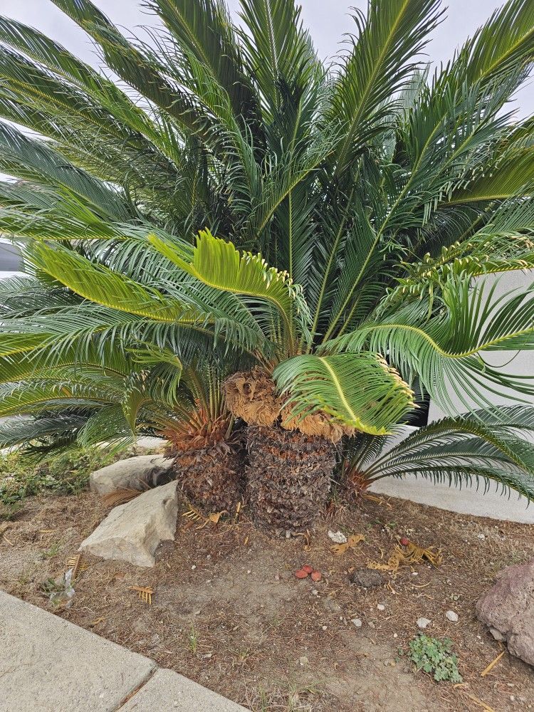 Sago Palm with Pups. Always Produces