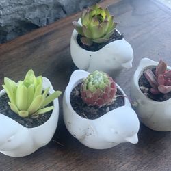 Succulent in a bird cement pot seven dollars per pot