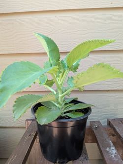 Mother of thousand plant