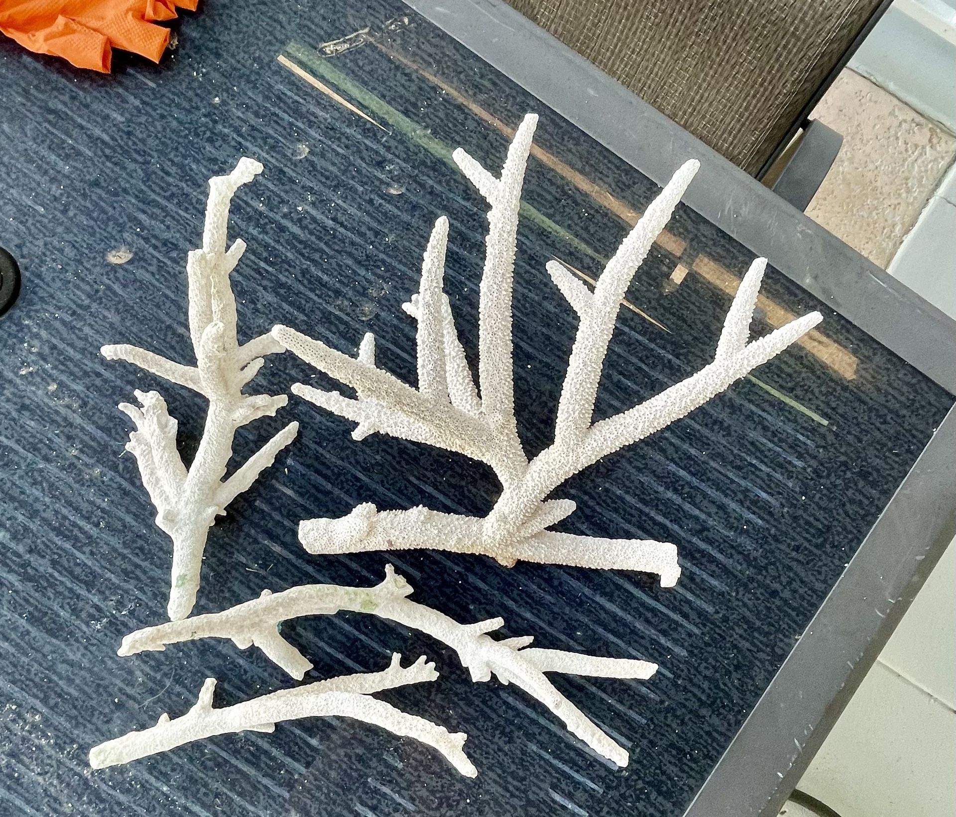 Elkhorn coral