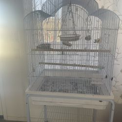 Bird Cage 
