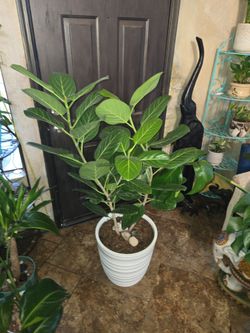 4ft 10in tall Ficus Audrey plant in new 18in pot