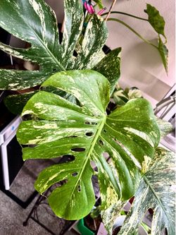 Big Monstera Mint