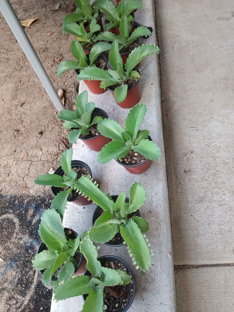 Mother Of Thousands of Succulents