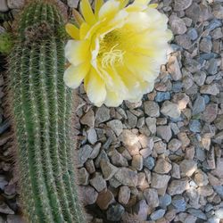 Yellow flower cactus 10 each