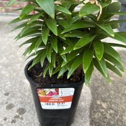 Each $5 multiple available