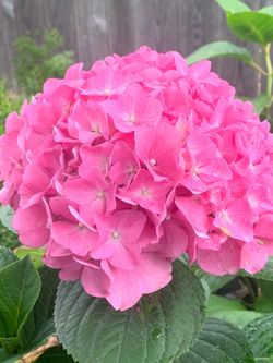 Hydrangea plants