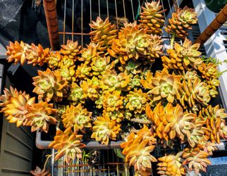 Beautiful Succulents from an 8🧖‍♂️Year Old Entrepreneur/Gardener!!