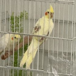 Bird Cage 