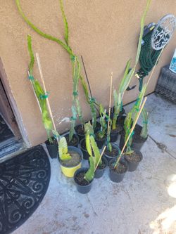 Dragon Fruit Plants