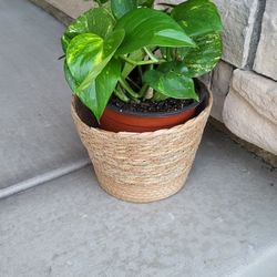 Hawaiian Pothos Live Plant in 6.4" Seagrass Planter Pot | Boho Home Decor | Office Plant | Balcony Indoor Plant Gift