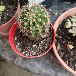 Succulents 