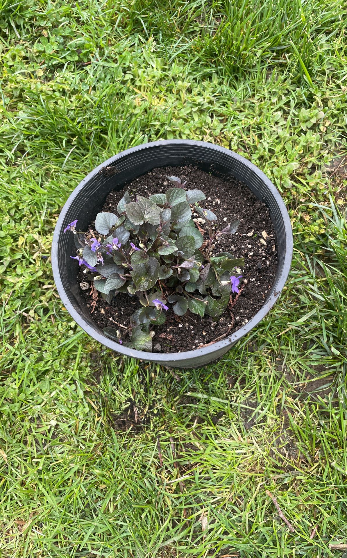 Dog Violet Plant