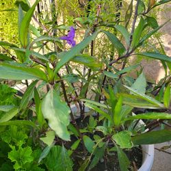Mexican Petunia 