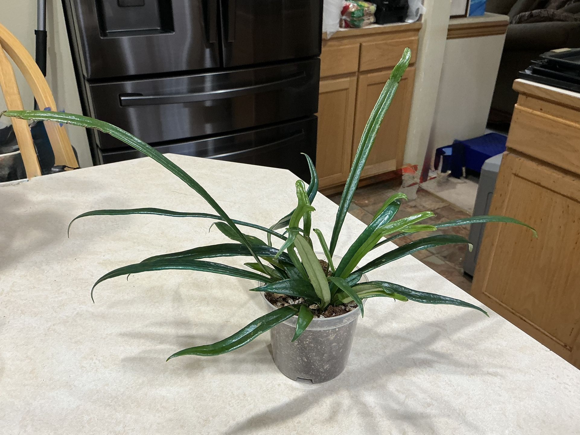 Blue Oil Fern