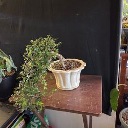 Chinese Elm Bonsai 
