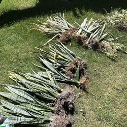 Snake plants And Others