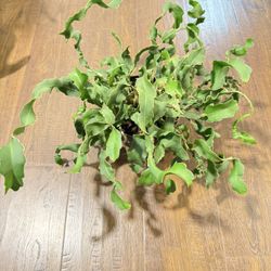 Houseplant Curly Cactus 6” Pot 