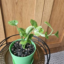 Potho Global Green (Green pot-D)