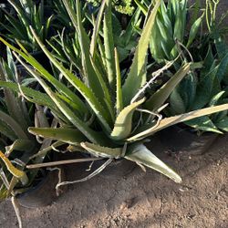 Aloe $30