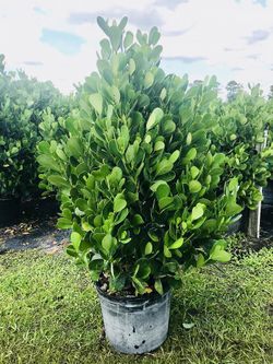 Big Sale!!! on Beautiful ClUSIA Plants 4’ and 6’ Enhance your home