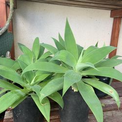 Beautiful Agave Plant For Sale 