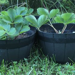 3 Strawberry Plants In Small Pots.