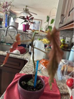 A Beautiful Healthy Angel Wing  Plant