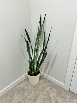 Snake 🐍 plant