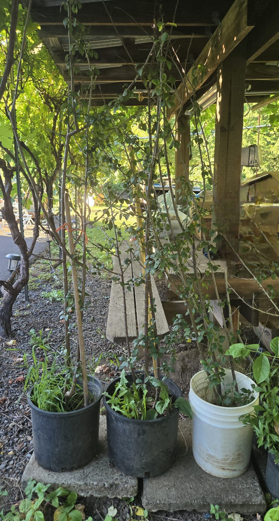 Plum Tree’s Potted