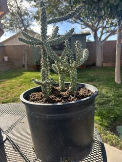 Cholla Cactus