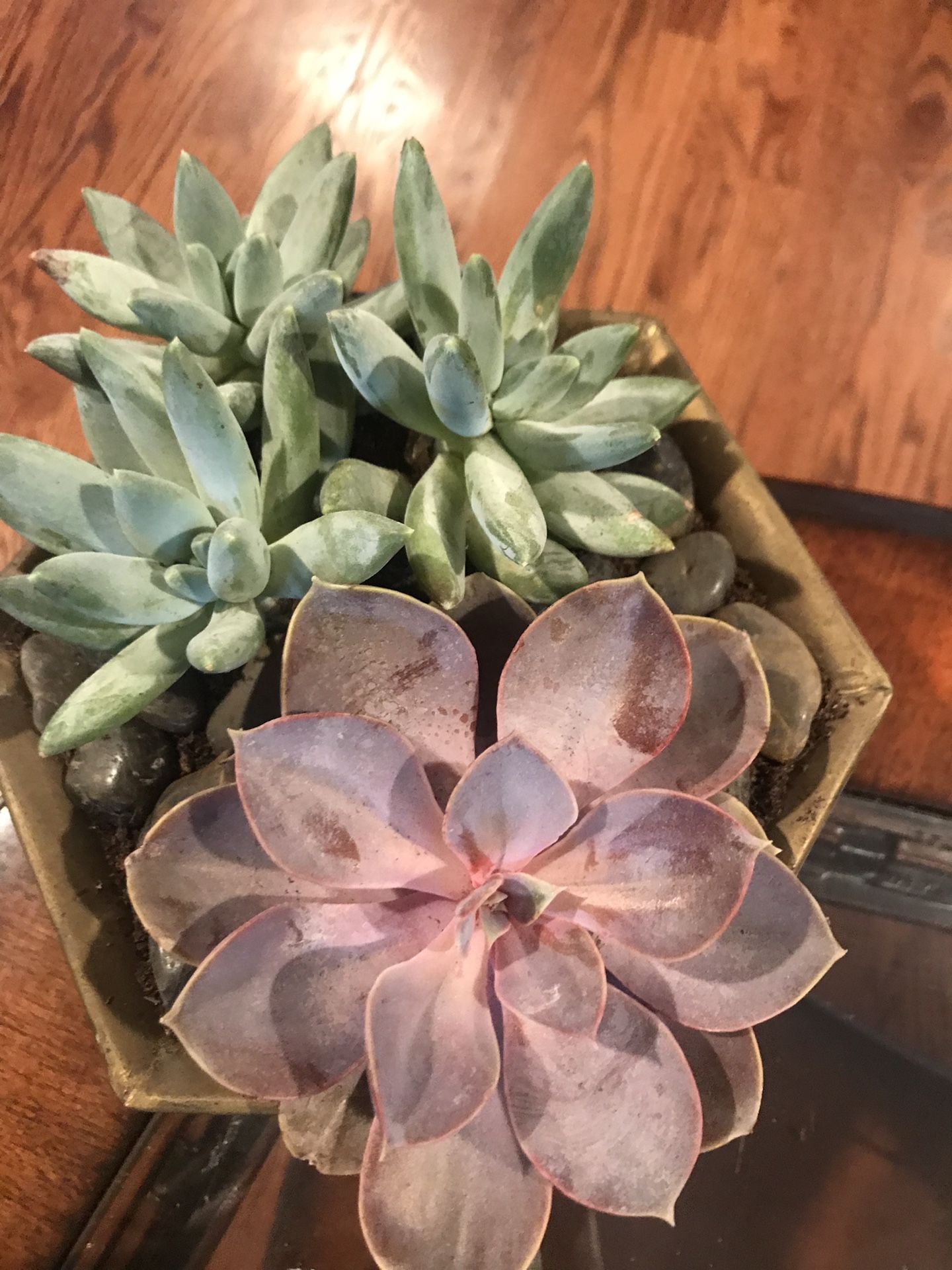 Cute succulents in the cooper quality planter