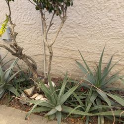 Savila / Aloe Vera Plant, Small To Large