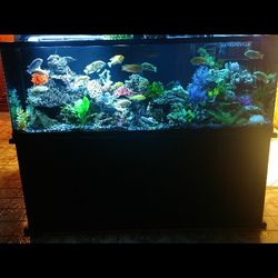 Fish Tank And Aquarium Supplies