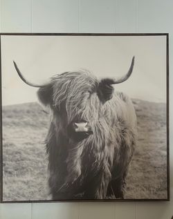 Highland cow Pic Frame