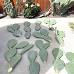 Cactus Trimmings $5-$10- Outdoor Plants Landscape Yard