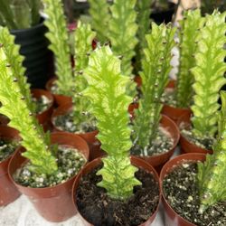 Variegated Euphorbia Plants 🪴 