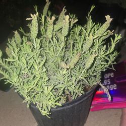 3 gallon pots of lavender plants 2 for $15