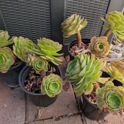 3 Succulents And 1 Cactus